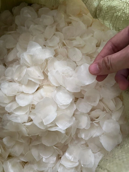 fish scales for collagen